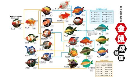 金魚養殖|金魚の養殖……日本の三大産地はどこ？ [金魚] All About